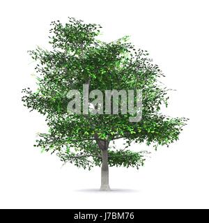 Baum Bäume Stamm Wald auseinander extra isolierten Natur Glanz scheint hell lucent Stockfoto