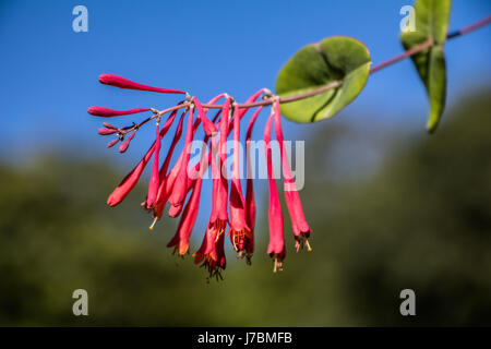 Geißblatt (Lonicera Sempervirens) gegen Trompete) am Himmel Stockfoto