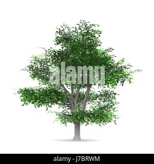 Baum Bäume Stamm Wald auseinander extra isolierten Natur Glanz scheint hell lucent Stockfoto