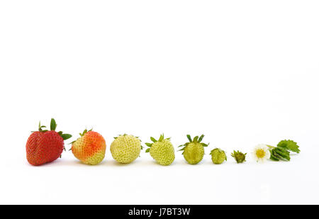isolierte roh Erdbeer Wachstum Evolution Erdbeeren frische Lebensmittel Nahrungsmittel Stockfoto