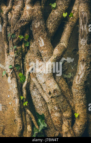 ein Stamm von einem knorrigen Baum Charakter zeigen. Stockfoto