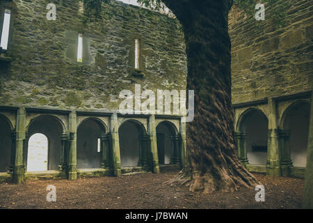 Klosterhof mit einer Eiche im Inneren der Muckross Abbey. Stockfoto