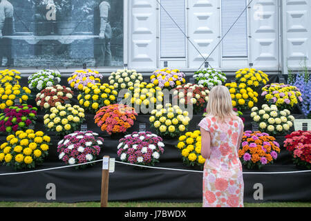 Eine Frau mit einem geblümten Kleid Studien eine Anzeige der Chrysanthemen im großen Pavillon auf der Chelsea Flower Show Stockfoto