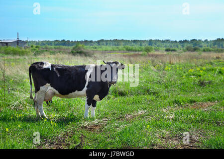 Eine weiß-schwarze Kuh steht auf der grünen Wiese. Es ist ein Wald im Hintergrund. Stockfoto
