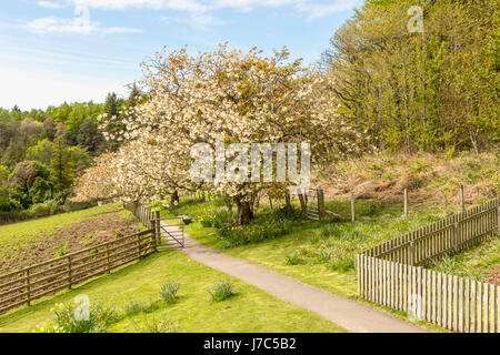 Frühling in Schottland, Großbritannien: Wanderweg führt in Arduaine Garden, am Loch Melfort, Sound of Jura, Argyll und Bute. Stockfoto
