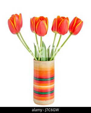 Rote Tulpen Blumen mit gelben Streifen, farbige Blumentopf, Vase, grüne Blätter, Nahaufnahme, isoliert auf weißem Hintergrund Stockfoto