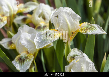 White Iris barbata nana Iris „Green Spot“ Standard Zwergbärtige Iris kurz niedrige Miniatur Vivid Falls Flaggen Klumpen bilden Nahaufnahme Detail Nahaufnahme Stockfoto