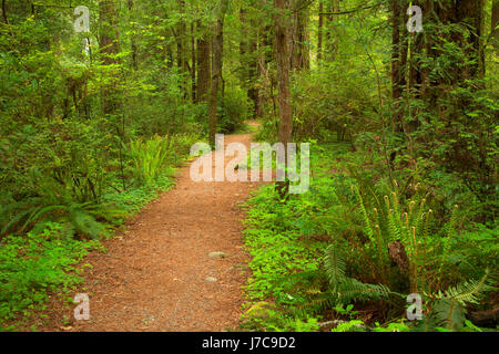 River Beach Trail, Jedediah Smith Redwoods State Park, Redwood National Park, Kalifornien Stockfoto