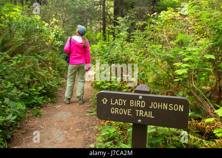 Lady Bird Johnson Grove Trail, Redwood National Park, Kalifornien Stockfoto