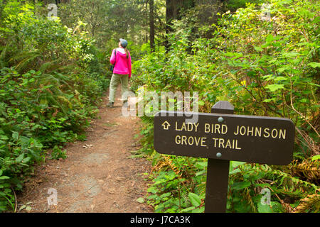 Lady Bird Johnson Grove Trail, Redwood National Park, Kalifornien Stockfoto