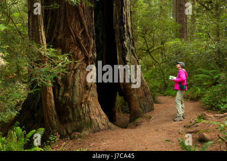 Lady Bird Johnson Grove Trail, Redwood National Park, Kalifornien Stockfoto