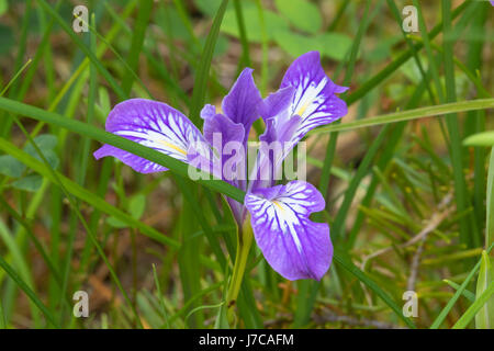 Oregon Iris blühen entlang South Kelsey National Recreation Trail, Smith River National Recreation Area, sechs Flüssen National Forest, Kalifornien Stockfoto