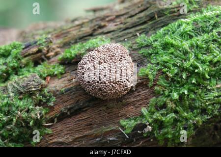 Rote Himbeere Schleim, Tubifera Ferruginosa ist rötlich in der Farbe frisch, aber verbräunt nach Reifung Stockfoto