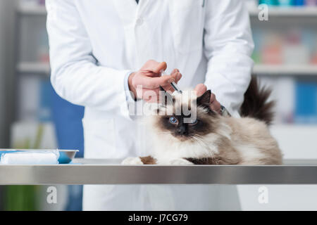 Tierarzt geben eine Injektion, einer Katze auf dem OP-Tisch, Haustier medizinisches Konzept Stockfoto