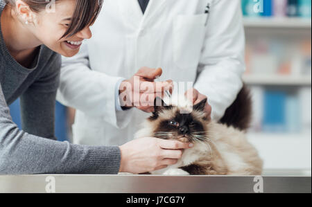 Tierarzt geben eine Injektion, einer Katze auf dem OP-Tisch, Haustier medizinisches Konzept Stockfoto