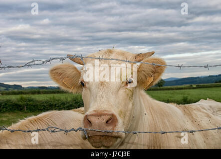 Weißen Charolais Rinder hinter Stacheldraht Stockfoto