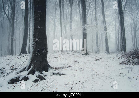 Schnee im Winter Wald Fantasy Landschaft Hintergrund Stockfoto