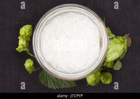 Hopfen um Bierglas auf dunklen konkrete Hintergrund von oben. Stockfoto