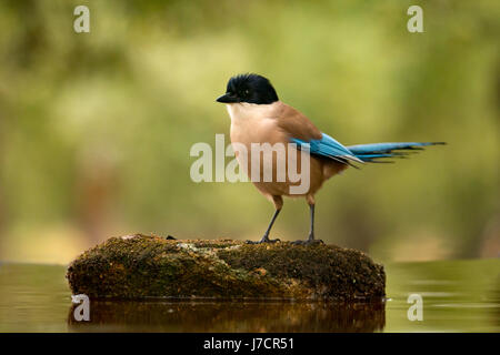 Vogel mit schwarzem Kopf und blauen Schweif auf einem Stein mitten auf dem See Stockfoto