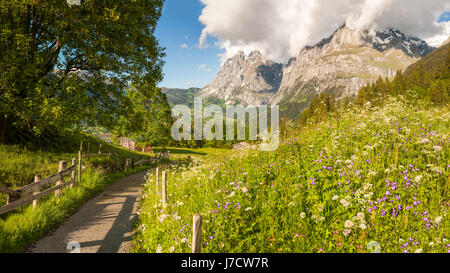 Almen und Berge, Grindelwald, Schweiz Stockfoto