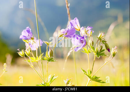 Wildblumen, Almwiese, Grindelwald, Schweiz Stockfoto