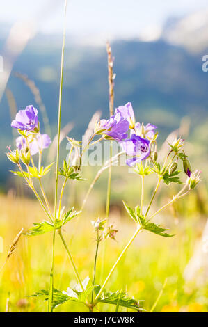 Wildblumen, Almwiese, Grindelwald, Schweiz Stockfoto