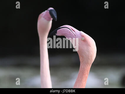 Zwei europäische Rosaflamingos (Phoenicopterus Roseus), ein im Fokus, die andere im Hintergrund DoF. Stockfoto