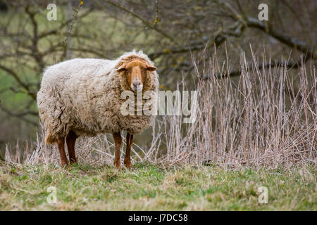 wolligen Coburger Fuchsschaf oder Coburg Fox Schaf Stockfoto