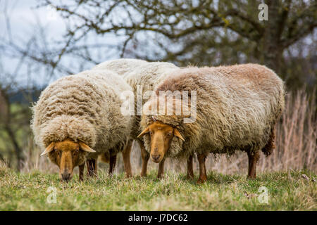 wolligen Coburger Fuchsschaf oder Coburg Fox Schaf Stockfoto