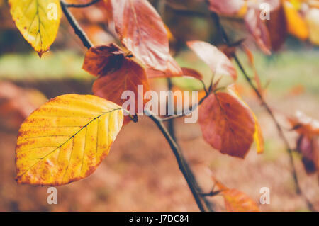 Gelbes Herbstlaub auf einem Ast in schön gedeckten Farben und unscharfen Hintergrund Stockfoto