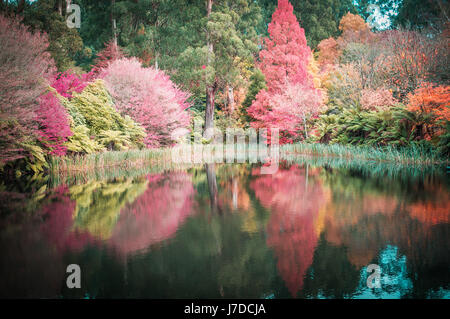 Rot, orange und gelb Bäumen im Herbst im Wasser reflektiert Stockfoto