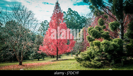 Schöne rote Baum im Herbst. National-Rhododendron-Gärten, Melbourne, Australien Stockfoto