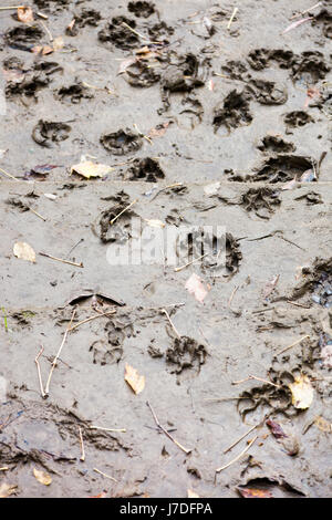 Hund-Spuren auf dem Land mit trockenen Schlamm. Stockfoto