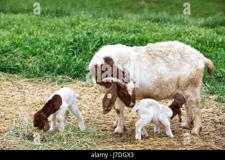 Mutter Boer Ziege 'Capra aegagraus hircus' mit zwei Tage alten Kindern, Pflege & Fütterung auf Luzerne, Barnhof, Grünfeld, Kalifornien, Calaveras County. Stockfoto