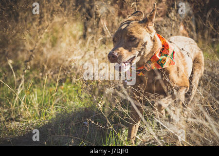 Glücklicher Hund läuft durch hohe Gräser, die spielerisch tragen ein Herbst Halstuch in einem Feld Stockfoto