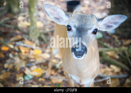 Wichtigsten Rehe grasen und blickte, National Key Deer Zuflucht Schlüssel Hirsch, Big Pine Key, Florida Keys Stockfoto