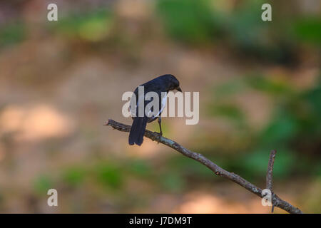 Oriental Magpie Robin Vogel sitzend auf einem Baum Stockfoto