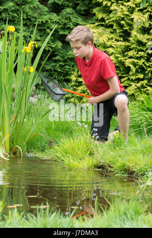 Elfjährige junge Teich mit einem Netz in einem Gartenteich, den er dazu beigetragen, dass eintauchen. Sussex, UK. Mai Stockfoto