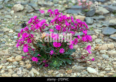 Lewisia Cotyledon ist eine Pflanze für trockene alpine Teile Stockfoto