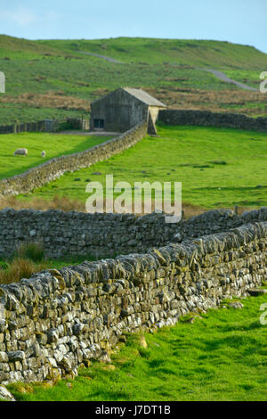 Trockenmauern auf einem Bauernhof in der Nähe von Housesteads Roman Ruinen in Northumberland, Großbritannien walling Stockfoto