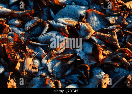 Frisch gefallenen Schnee deckt rote und braune Blätter im Herbst. Stockfoto