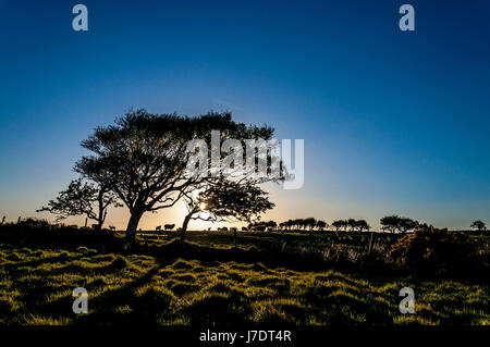 Schafe und Lämmer bei Sonnenaufgang Sonnenaufgang auf einem Bauernhof in County Donegal, Irland Stockfoto