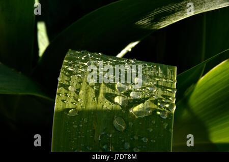 Nahaufnahme von Wassertropfen auf dunklem grün Iris verlässt. Stockfoto