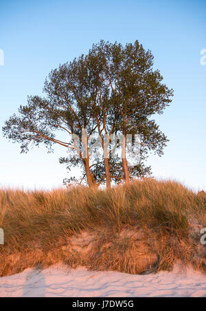 Baum und Rasen am Strand von Ahrenshoop, Mecklenburg-Vorpommern, Deutschland Stockfoto