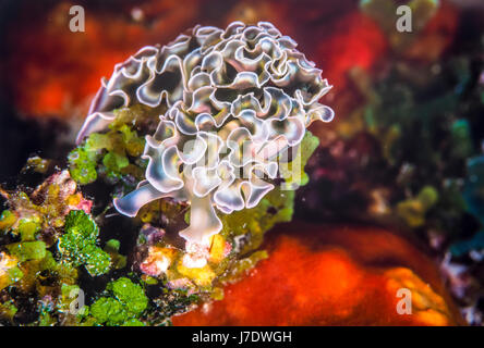 Elysia Crispata; Salat-Meeresschnecke Fütterung auf Korallenriff Unterwasser Stockfoto