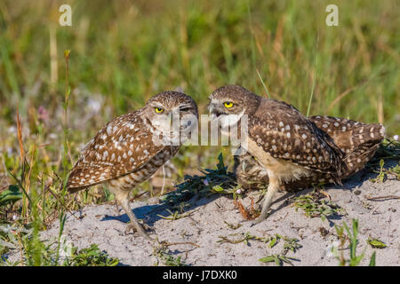 Burrowing Owls (Athene Cunicularia) in Cape Coral Florida Stockfoto