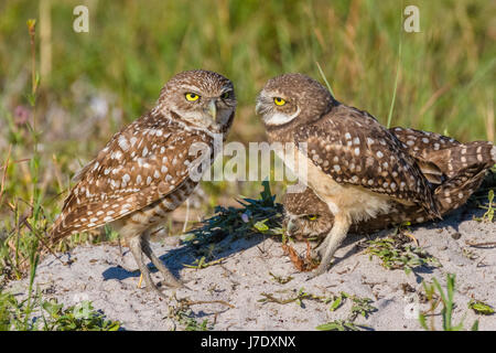 Burrowing Owls (Athene Cunicularia) in Cape Coral Florida Stockfoto