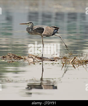 Graureiher ardea cinera stand auf Schilf und Pflanzen in ländlichen Fluss Szene Stockfoto