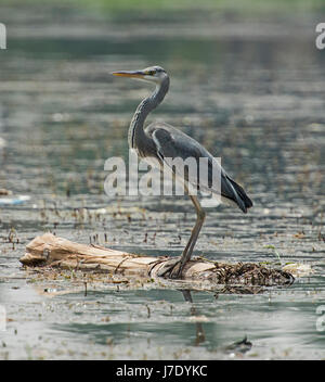 Graureiher ardea cinera stand auf schwimmende Holz in ländlichen Fluss Szene anmelden Stockfoto