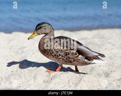 Ein Bild einer Ente zu Fuß entlang der Küste am Lake Tahoe, Kalifornien. Stockfoto